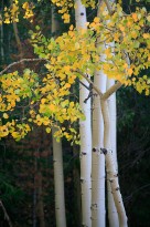 Gold Belt Fall Color Mini Tour: September 25